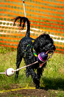 Portuguese Water Dog Club of Greater Chicago / Pleasant Prairie, WI / 08-19-23