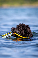 Portuguese Water Dog Club of Greater Chicago / Pleasant Prairie, WI / 08-20-23