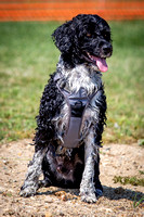 Portuguese Water Dog Club of Greater Chicago / Pleasant Prairie, WI / 08-28-21