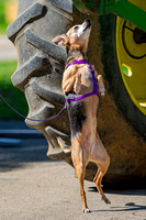 For Your K9 / NACSW Element Specialty Trial LV1 / Sandwich, IL/ 09/14/19