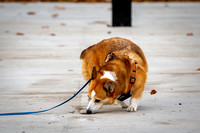 Northwest Obedience Club Inc. / NACSW Elite/ Schaumburg, IL / 11-09-24